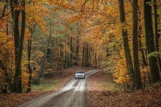 Car on forest road through a beech forest in autumn colors in Fyledalen, Ystad Municipality, Skåne,