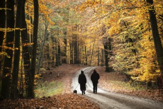 A couple with a dog walks on a forest path through a beech forest in autumn colors in Fyledalen,