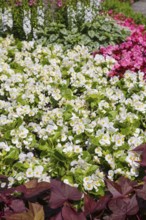 Ice begonia (Begonia semperflorens), flower bed begonia, God's eye, white and pink flowers,