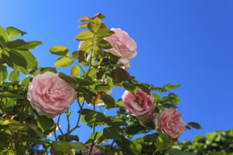 Roses (pink), pink flowers, plants, gardens, blue sky, Baden-Württemberg, Germany