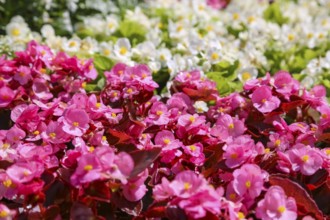 Ice begonia (Begonia semperflorens), flower bed begonia, God's eye, white and pink flowers,