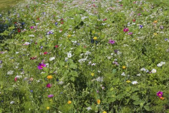 Decorative basket (Cosmos bipinnatus), meadow, colorful wildflowers, grass, grasses, plants,