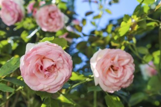 Roses (pink), pink flowers, plants, gardens, Baden-Württemberg, Germany