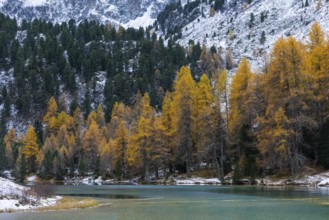 Lake Palpougna, mountain lake, mixed forest with larch (Larix) in autumn colors, snow, autumn,