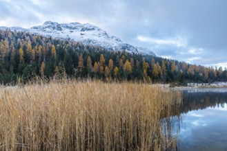 Lake Staz, mountain lake, mixed forest with larch (Larix) in autumn, common reeds (Phragmites