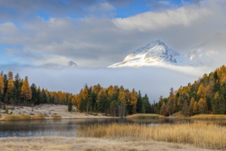 Lake Stazer in front of mountain peaks with snow, mixed forest with larch (Larix) in autumn, common
