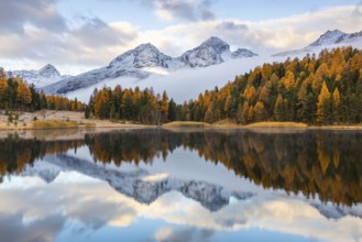 Lake Stazer in front of mountain peaks with snow, mixed forest with larch (Larix) in autumn,