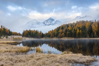 Lake Staz against mountain backdrop, mountain lake, mixed forest with larch (Larix) in autumn