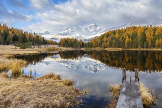Lake Stazer in front of mountain peaks with snow, mixed forest with larch (Larix) in autumn, wooden