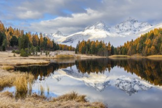 Lake Stazer in front of mountain peaks with snow, mixed forest with larch (Larix) in autumn color,