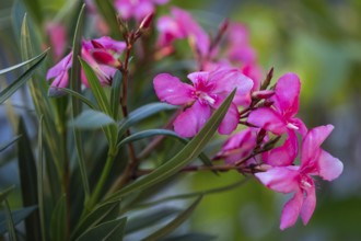 Oleander flowers, oleanders (Nerium oleander)