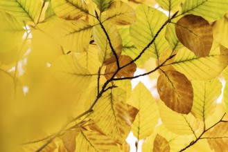 Yellow-colored beech leaves, autumn, Stuttgart, Germany