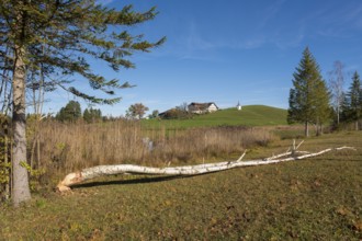 A birch tree felled by a beaver lies in a meadow in front of a hill with a building in the