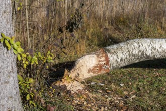 A birch tree felled by a beaver lies in an autumn forest, near Buching, Ostallgäu, Allgäu, Bavaria,