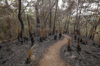 Preventive burning to prevent fires in the hot bushland of Queensland Australia