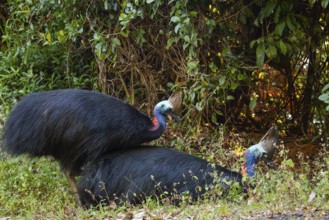 Mating behavior of helmet cassowaries in the Queensland rainforest Australia