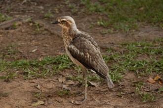 Long-tailed weet Burhinus grallarius in the forest, Queensland Australia