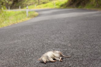 Wild nose bag run over on the road, Queensland Australia