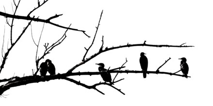 Cormorants (Phalacrocoracidae) sit on the branches of a dead tree, Drake, Lower Middle Rhine
