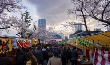 Food stalls with Japanese food, cherry blossom in spring, Hanami Festival, Ueno Park, Taito City,