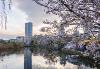 Skyscrapers reflected in lake at sunset, Shinobazu pond, cherry blossoms in spring, Hanami