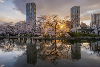 Skyscrapers reflected in lake at sunset, Shinobazu pond, lakeside cherry blossoms in spring, Hanami