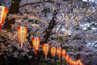 Blooming cherry trees and illuminated lanterns with Japanese writing in the evening, Hanami