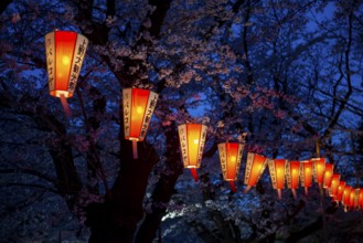 Blooming cherry trees and illuminated lanterns with Japanese lettering in the evening, blue hour,