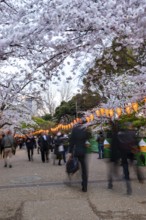 People walking through the park, blooming cherry trees and illuminated lanterns with Japanese