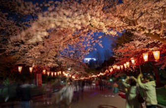 People walking through the park, blooming cherry trees and illuminated lanterns with Japanese