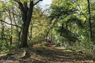Walkers on hiking trail to Porta Kanzel on Wittekindsberg, sunny autumn weather, Porta Westfalica,