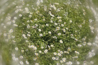 Daisy (Bellis perennis) seen from above in a meadow with alienation, North Rhine-Westphalia,