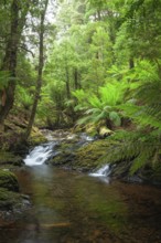 Arthur River at Philosopher Falls in the deep green forest with myrtle trees and ferns in Tasmania