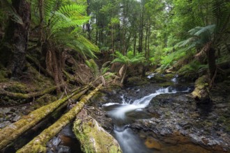 Arthur River at Philosopher Falls in the deep green forest with myrtle trees and ferns in Tasmania