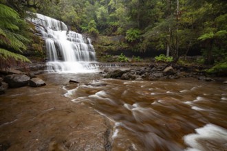 Liffey Falls with heavy water flow, ferns and moss-covered rocks in Liffey Falls State Reserve,