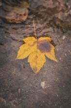 A yellow autumn leaf floats on calm water in natural surroundings, ZFP Zwiefalten, Reutlingen