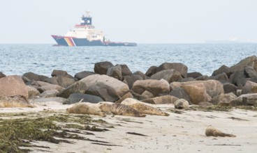Several seals (Phoca vitulina), seals, rest at the water's edge at low tide, beach with piled rocks