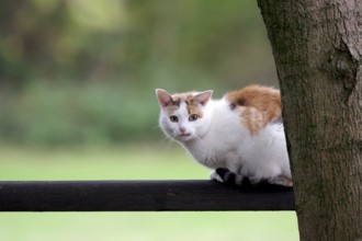 Domestic cat (Felis catus), outdoor, tricolor, pretty, A cat sitting on a wooden beam and looking