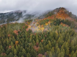 Autumn forest area with colorful treetops and clouds of fog, Wehingen, Tuttlingen district, Germany