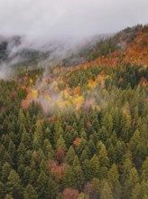 Foggy forest valley full of colorful autumn trees, taken from above, Wehingen, Tuttlingen district,