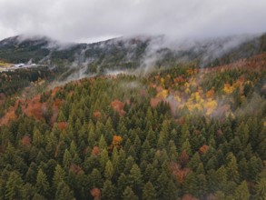 Colourful treetops in autumn forest covered in fog, Wehingen, Tuttlingen district, Germany