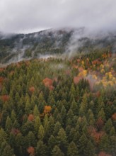 Dense forest with colorful autumn leaves and clouds of fog, Wehingen, Tuttlingen district, Germany
