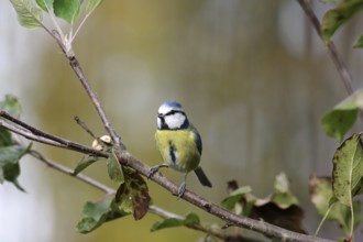 Blue tit (Cyanistes caeruleus), autumn, branch, apple tree, cute, colorful, bird feeding, The blue