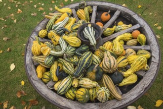Decorative pumpkins in an old wagon wheel, Münsterland, North Rhine-Westphalia, Germany