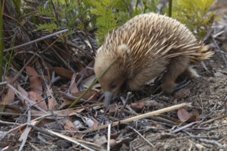 An echidna searches for food and rummages through the ground along the path at sunset. Warm light