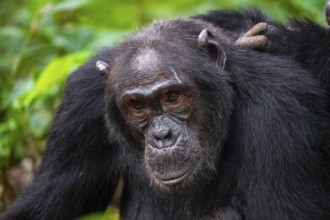 Chimpanzee (Pan Troglodytes), animal portrait, male grooming in the jungle, Kibale National Park,