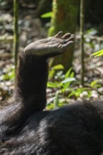 Detail, foot of a chimpanzee (Pan Troglodyte), Kibale National Park, Uganda