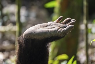 Detail, foot of a chimpanzee (Pan Troglodyte), Kibale National Park, Uganda