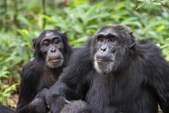 Two chimpanzees (Pan Troglodytes), animal portrait, adult males grooming in the jungle, Kibale