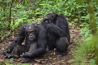 Two chimpanzees (Pan Troglodytes), adult male spawning, grooming in the jungle, Kibale National